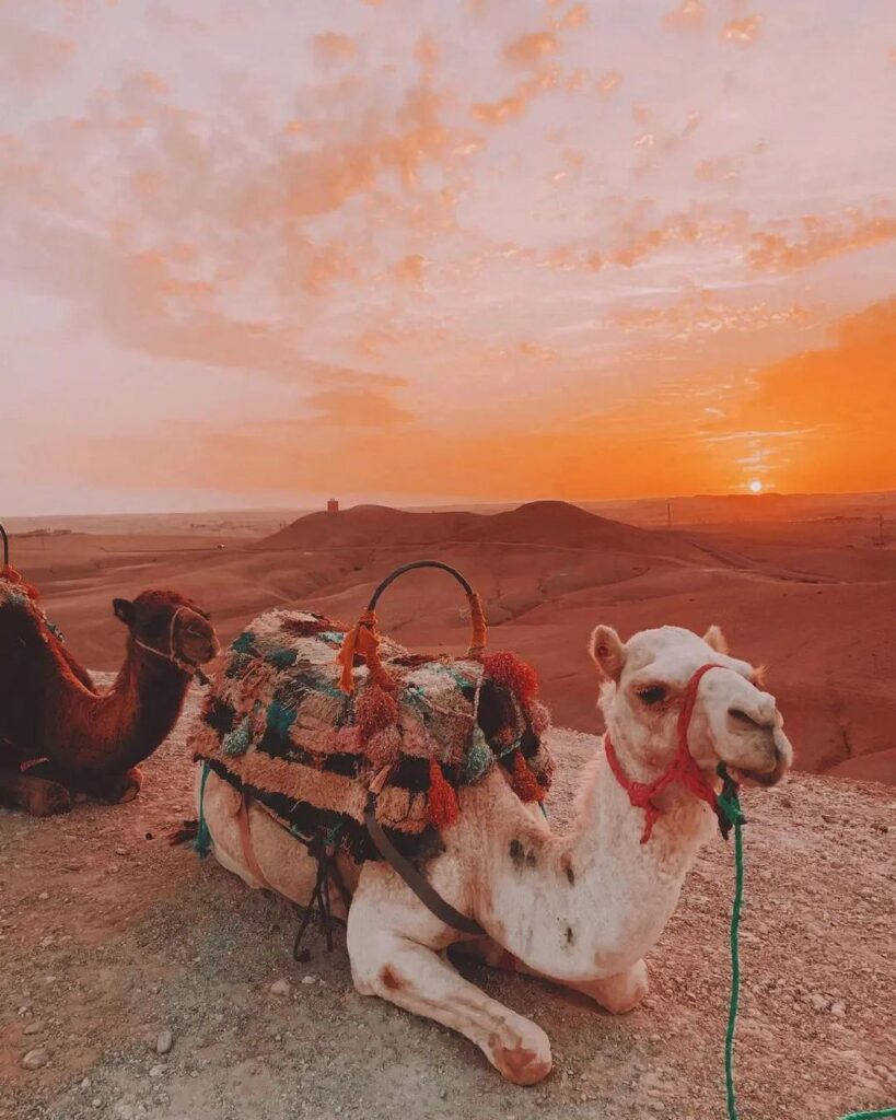 Camel, Sunset, Agafay desert, sweeping vistas