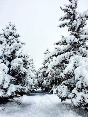 snow, road, trees-5824432.jpg